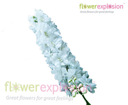 Fresh-Cut White Delphinium