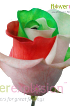 Christmas Tinted Roses