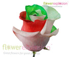 Christmas Tinted Roses