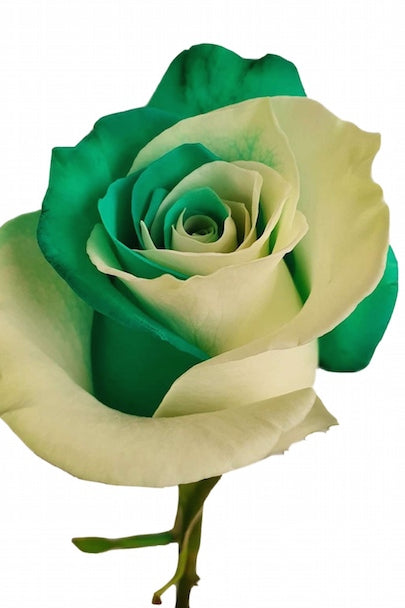 white and green rose