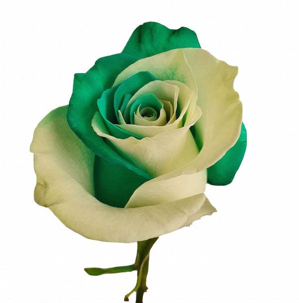 white and green rose