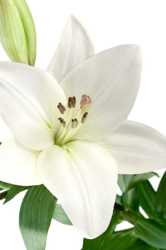 White Hybrid Lily