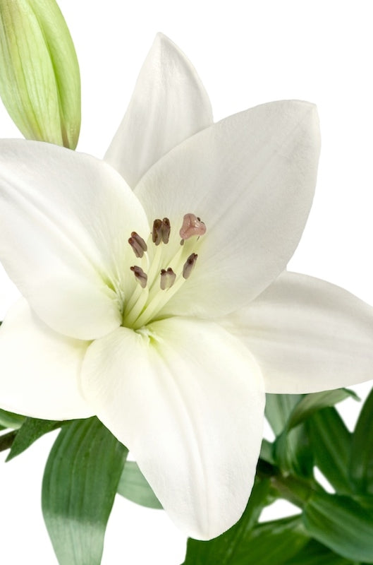 White Hybrid Lily