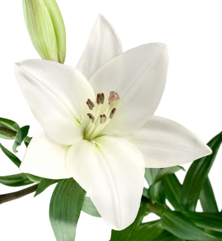 White Hybrid Lily