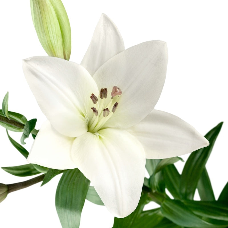 White Hybrid Lily