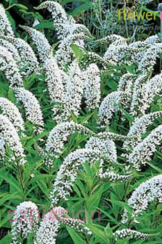 White Lysimachia