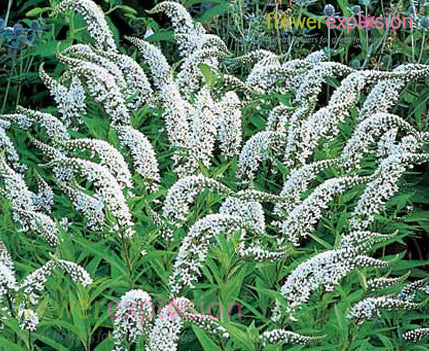 White Lysimachia