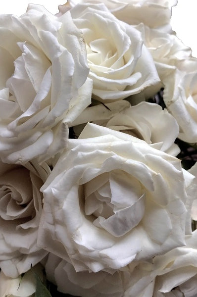 White Majolica Spray Roses