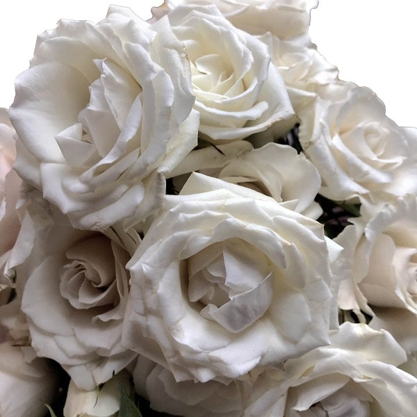 White Majolica Spray Roses