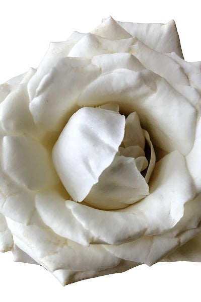 White Majolica
