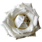 White Majolica