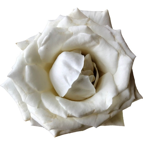 White Majolica