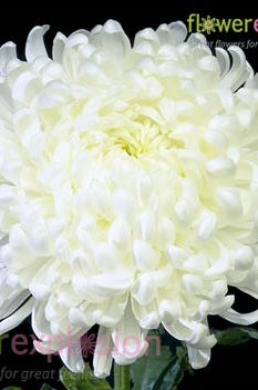 White Mums - Albatross