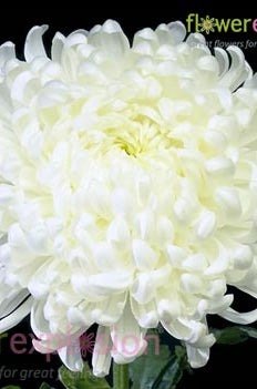 White Mums - Albatross