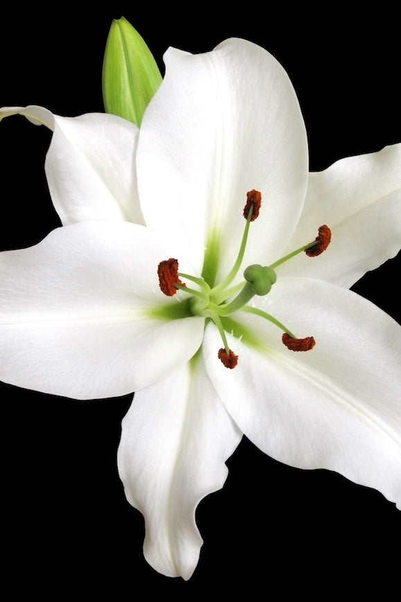 Oriental White Lily
