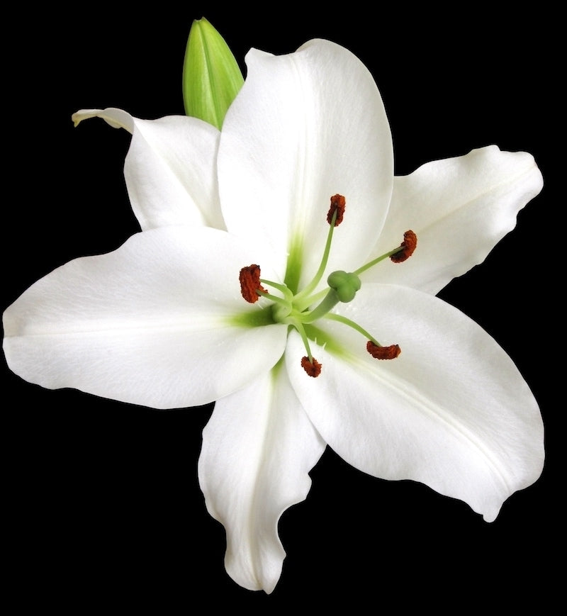 white lily pictures Oriental Lily