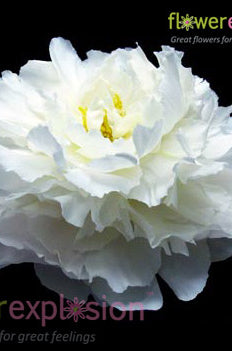White Peonies November December