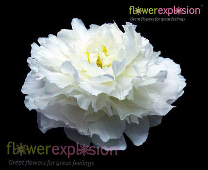 White Peonies November December