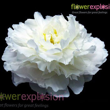 White Peonies