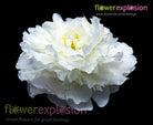 White Peonies