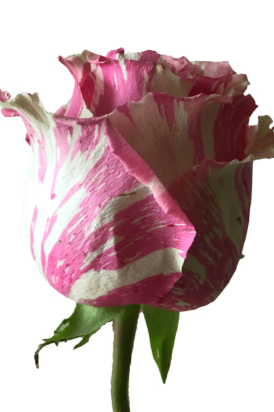 White and Pink Fiesta Rose