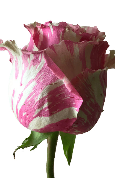 White and Pink Fiesta Rose