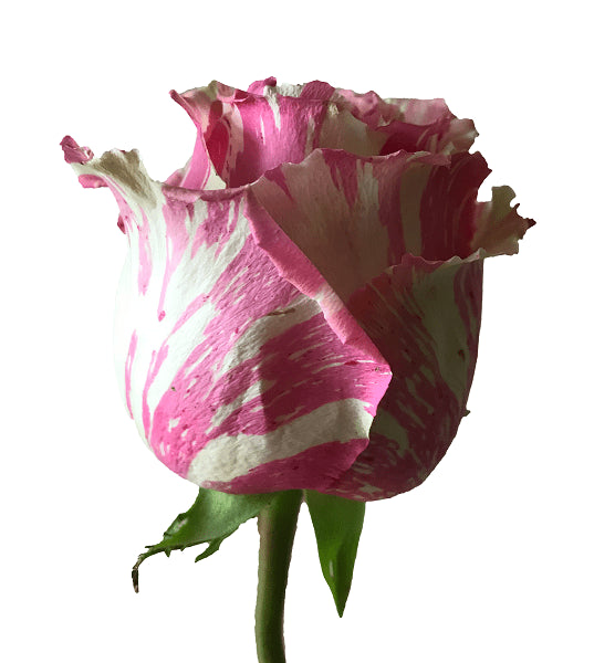 White and Pink Fiesta Rose