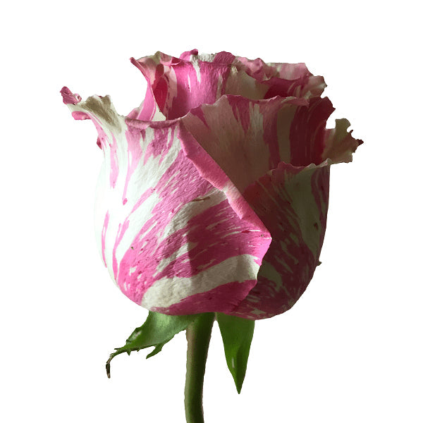 White and Pink Fiesta Rose