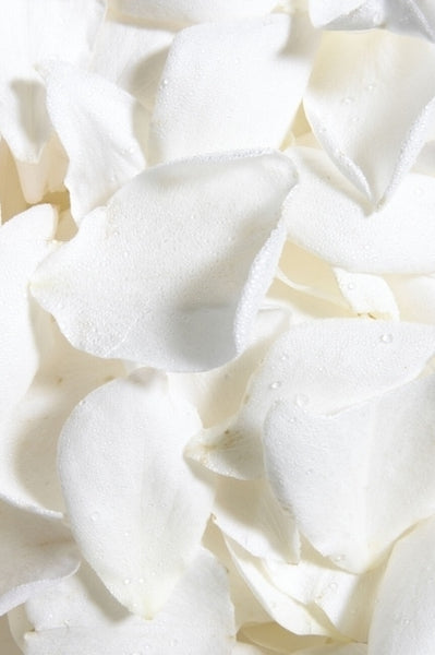 Rose Petals White