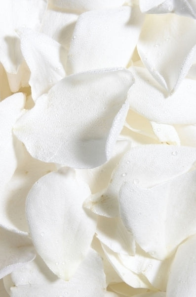 Rose Petals White