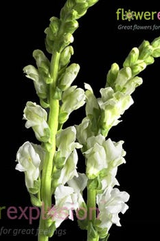 White Snapdragons