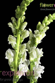White Snapdragons