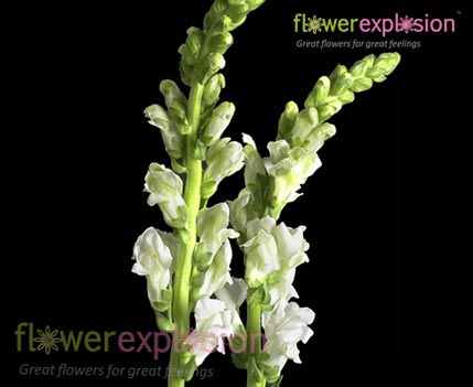 White Snapdragons