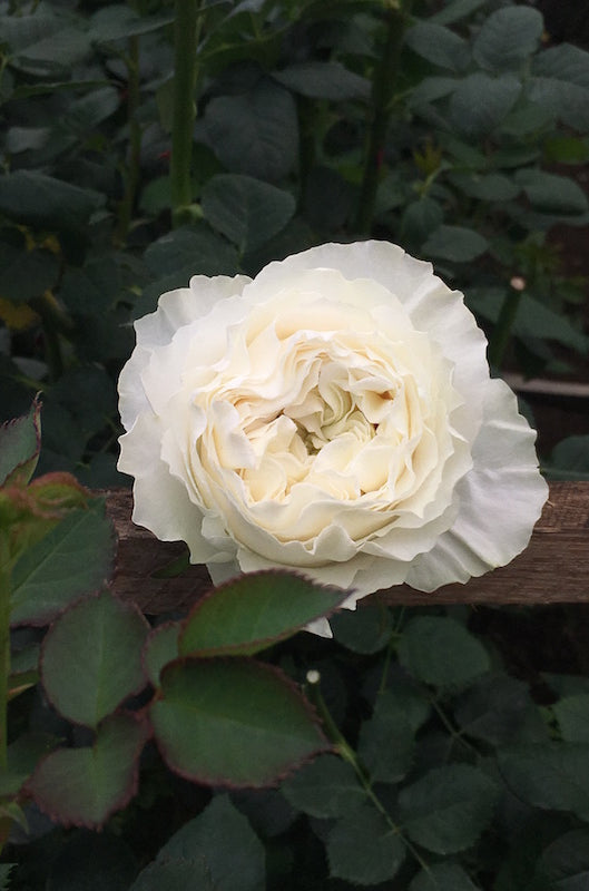 White Cloud | Ivory White Garden Rose