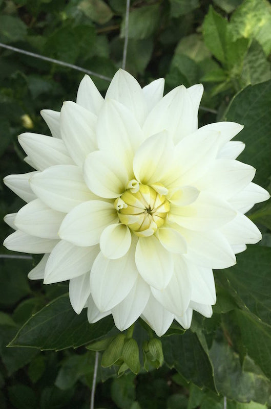 White Dahlias