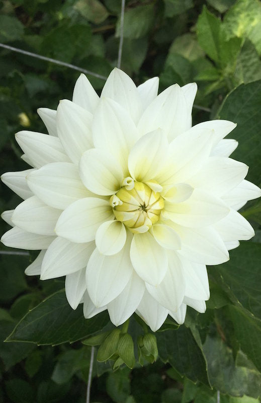 White Dahlias