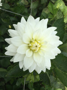 White Dahlias