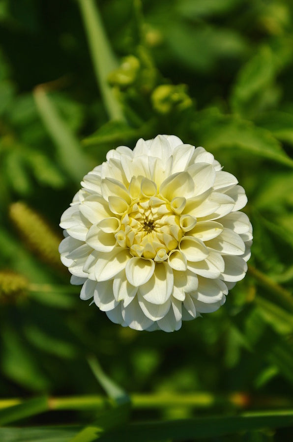 White Dahlia Flower