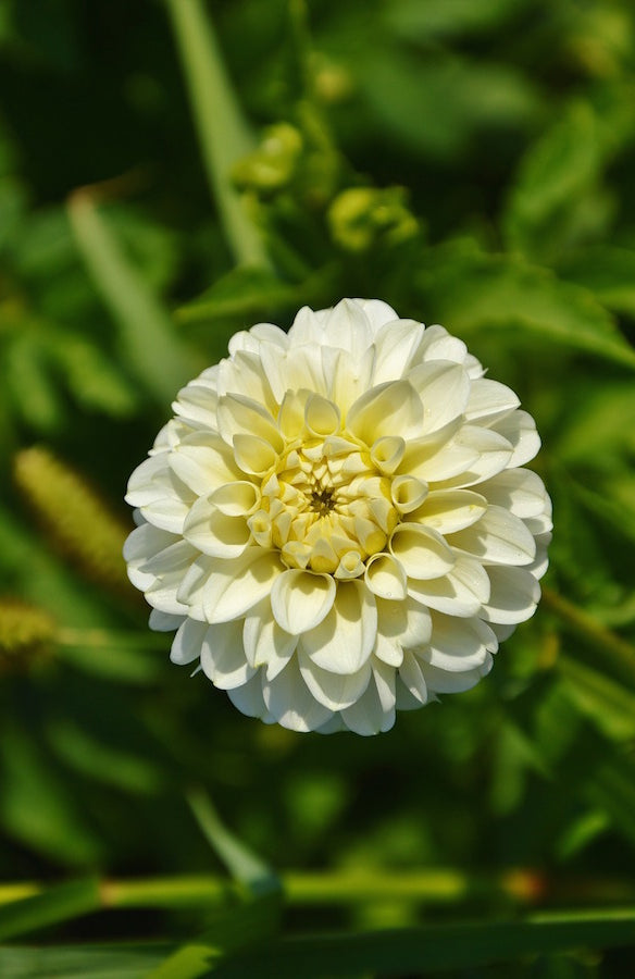 White Dahlia Flower