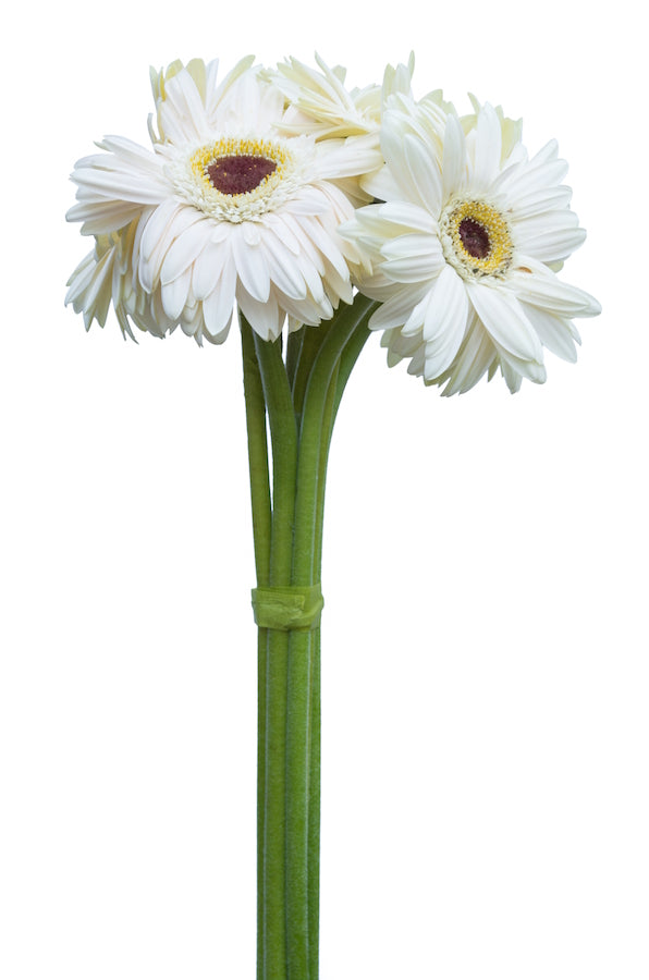 White Gerbera Daisy Dark Eye