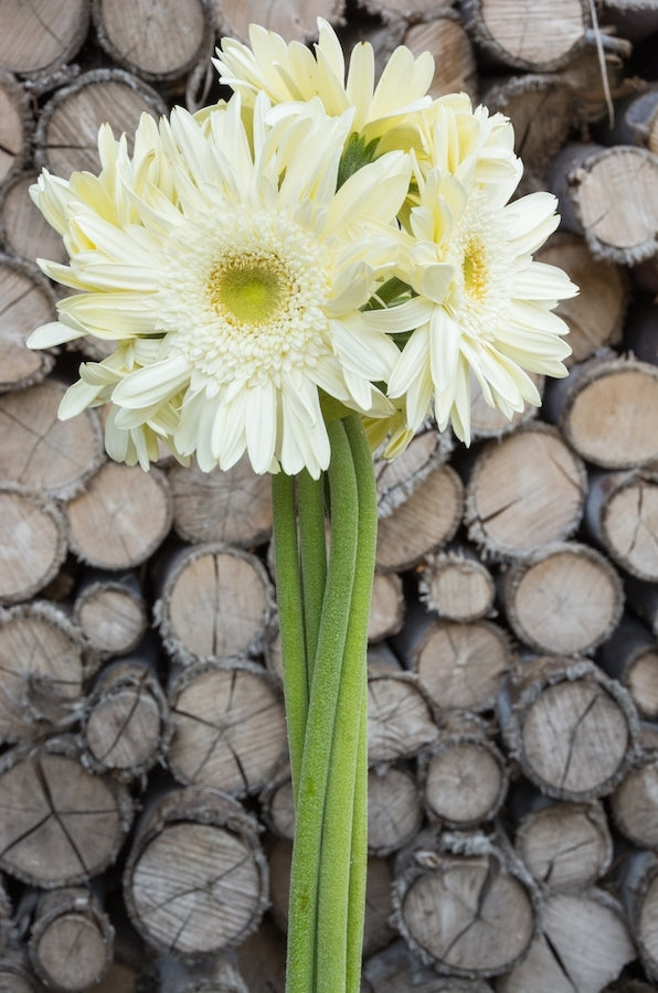 White Gerbera Light Eye