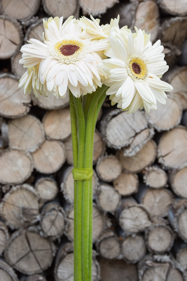 White Gerberas Brown Center