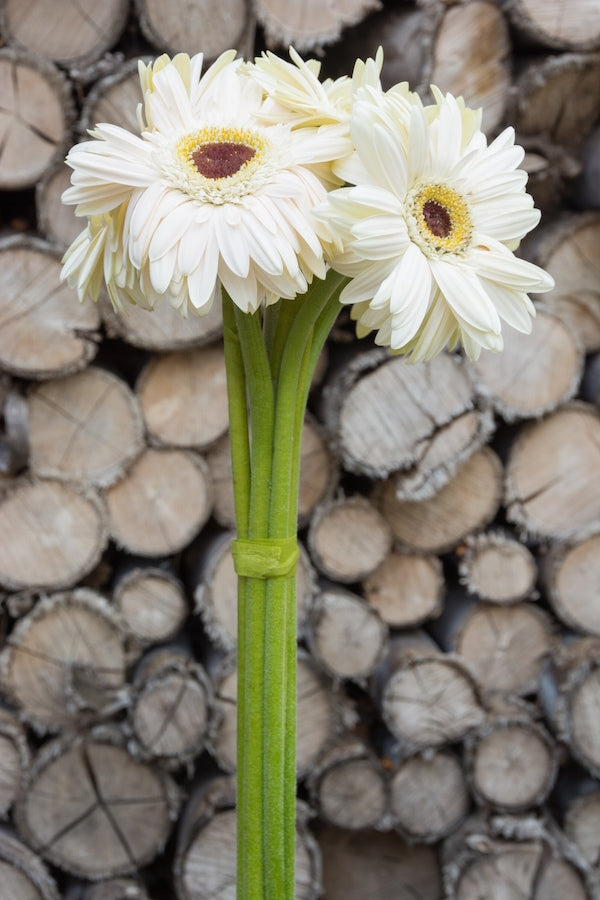 White Gerberas Brown Center