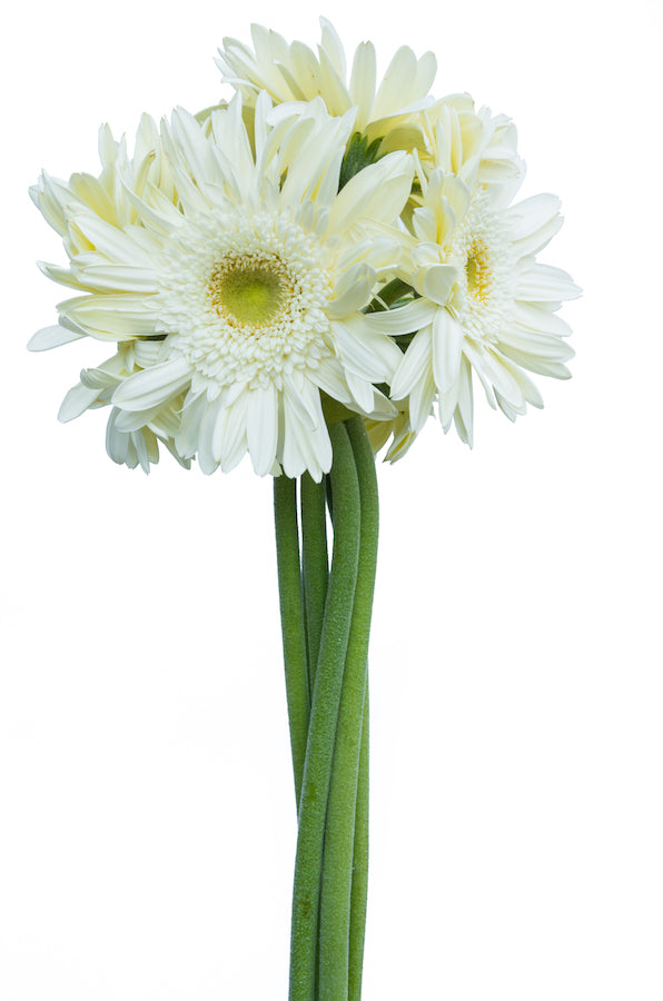 White Geberas Light Eye