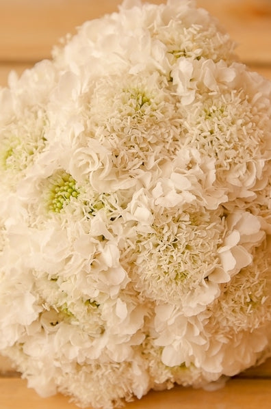 White Pincushion Flower