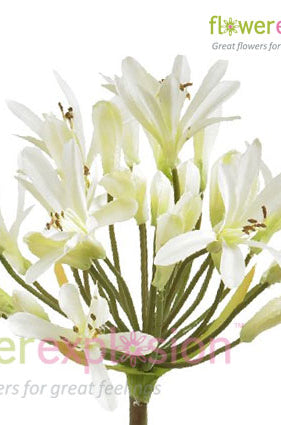White Agapanthus
