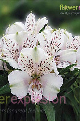 White Alstroemerias