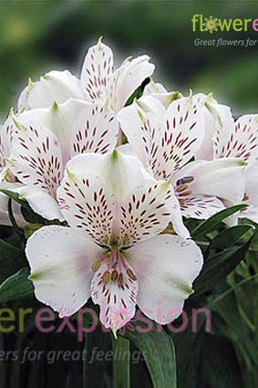 White Alstroemerias