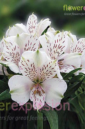 White Alstroemerias