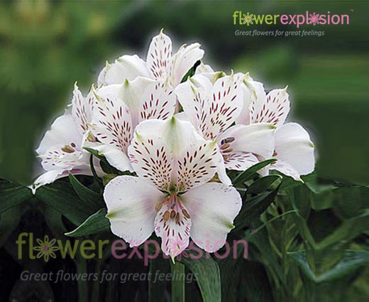 White Alstroemerias